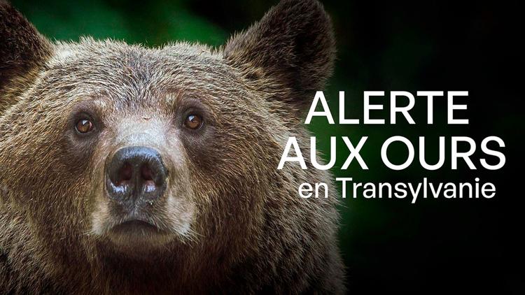 Постер Alerte aux ours en Transylvanie