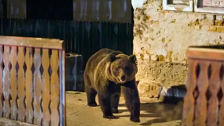 Постер Alerte aux ours en Transylvanie