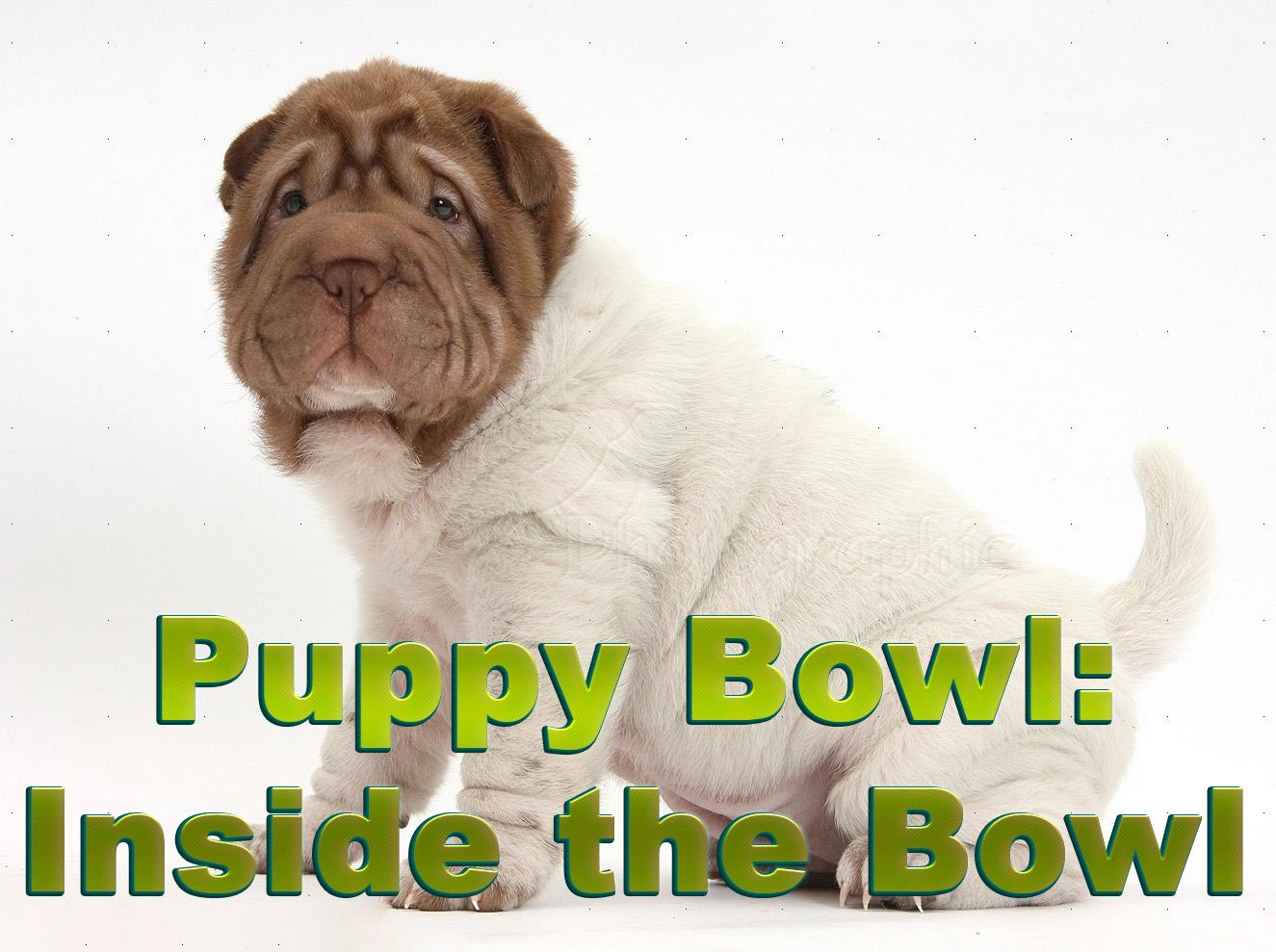 Puppy Bowl: Inside the Bowl (puppy-bowl-inside-the-bowl) ТВ-шоу