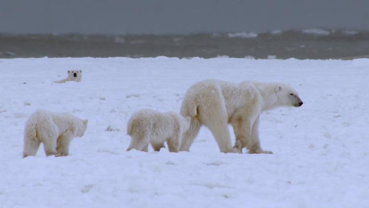 Постер El reino del oso polar