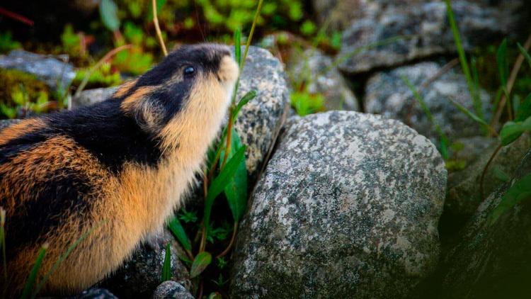 Постер Merveilles nordiques : Les lemmings