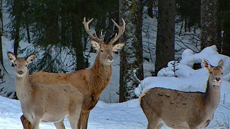 Постер Winter in den Ammergauer Bergen