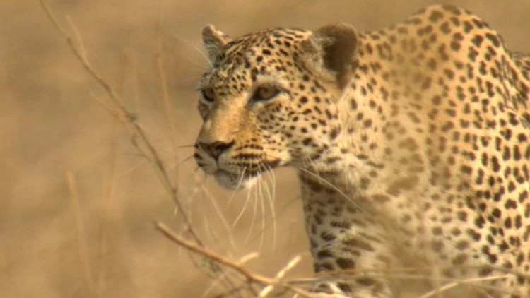 Постер Tierra de depredadores Leones