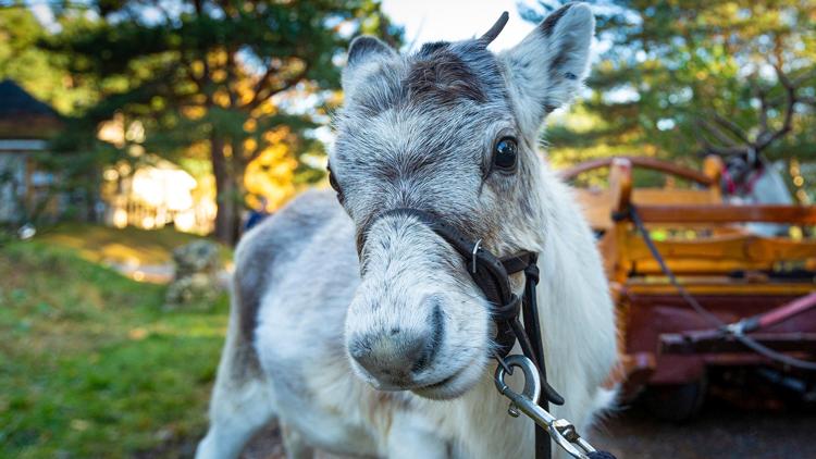 Постер A Baby Reindeer's First Christmas