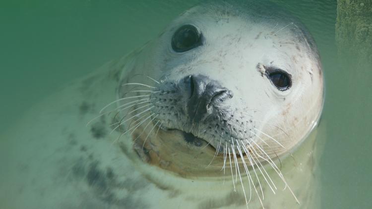 Постер Grey Seals, Journey Of Survival