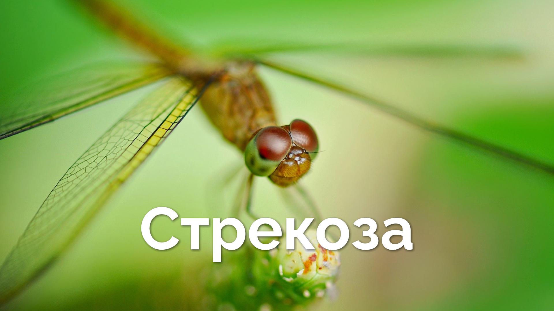 Стрекоза (strekoza) Досуг, хобби