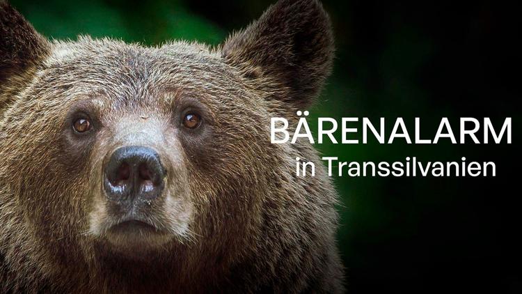 Постер Bärenalarm in Transsilvanien