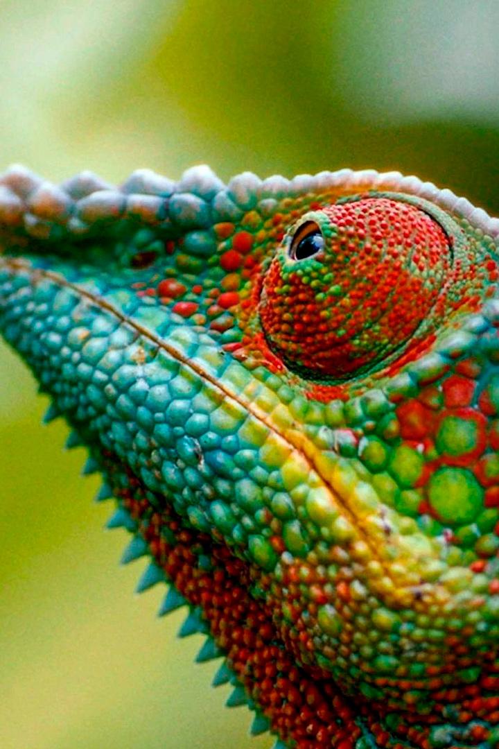 Madagaskar oder der große Karneval der Chamäleons (madagaskar-oder-der-groe-karneval-der-chamleons) Познавательное