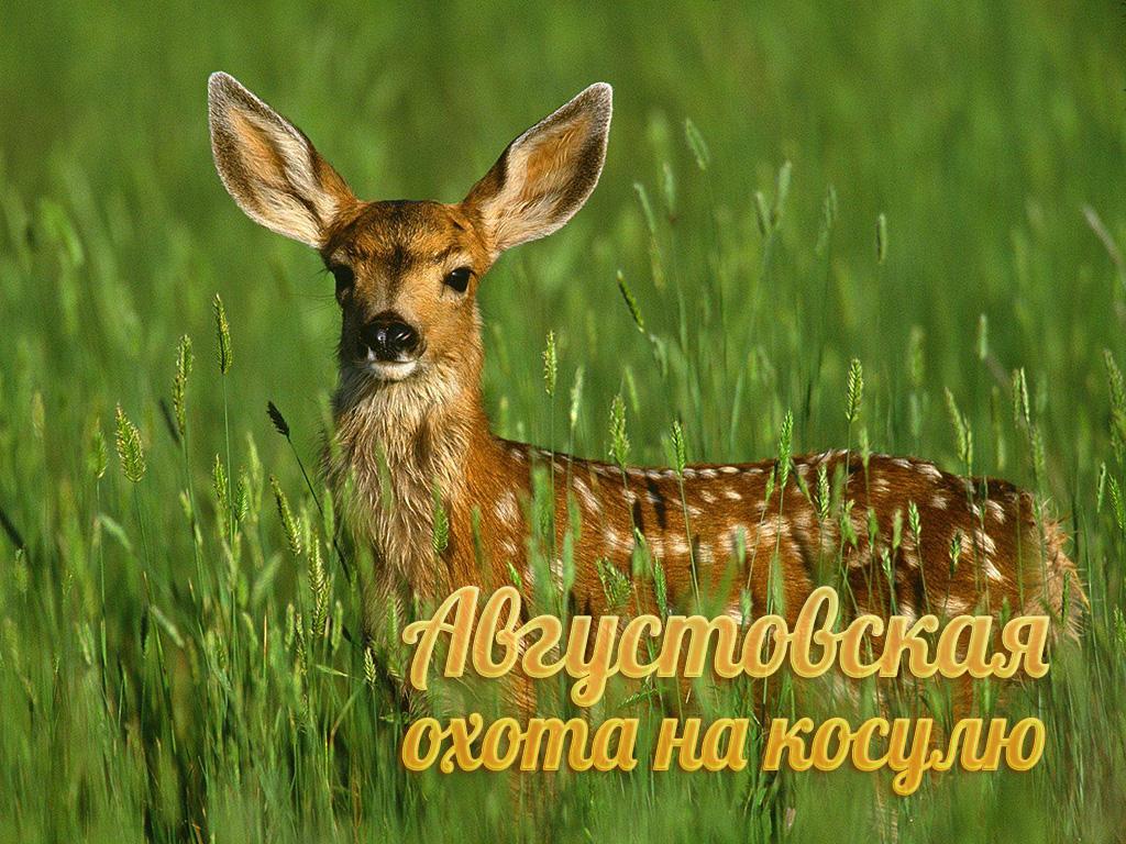 Августовская охота на косулю (avgustovskaja-ohota-na-kosulju) Документальный фильм