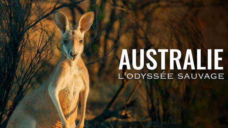 Постер Australie, l'odyssée sauvage