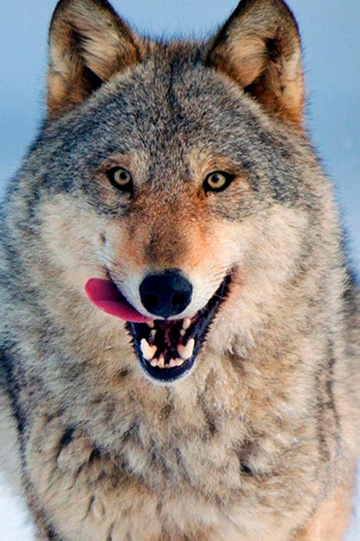 Le loup, un vagabond sans frontière (le-loup-un-vagabond-sans-frontire) Документальный фильм