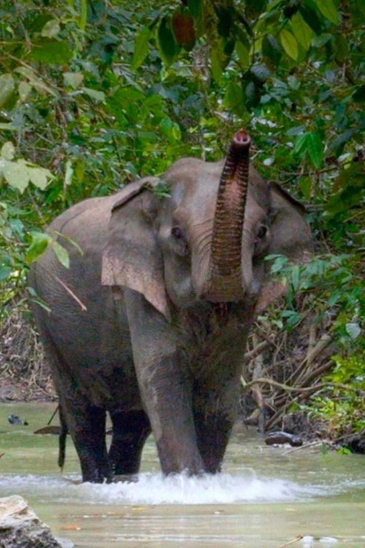 L'énigme des éléphants d'Andaman (lnigme-des-lphants-dandaman) Документальный фильм