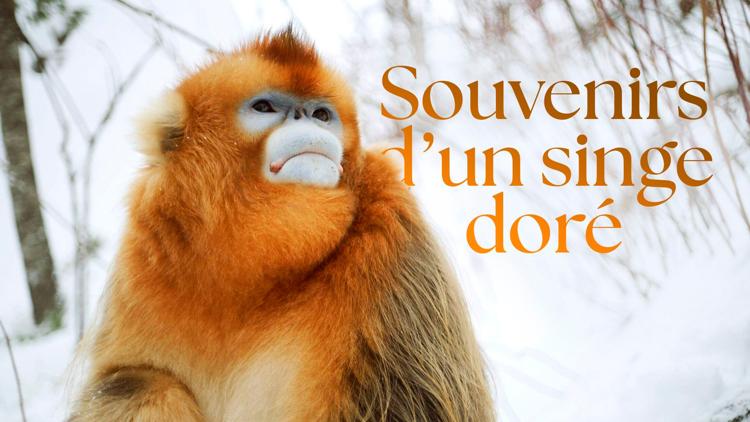 Постер Souvenirs d'un singe doré