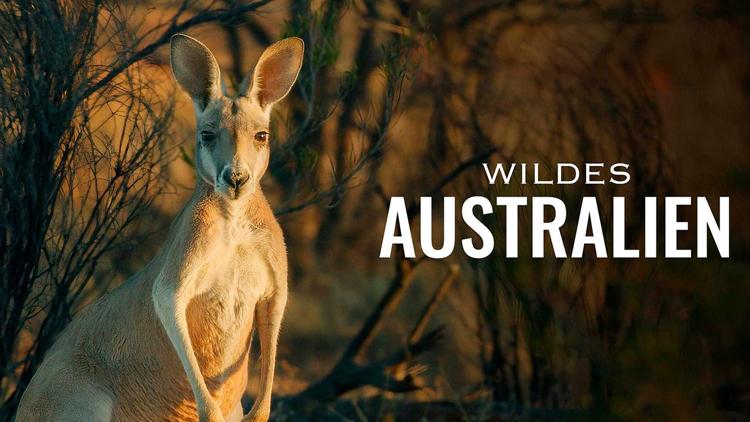 Постер Wildes Australien, wie alles zusammenhängt