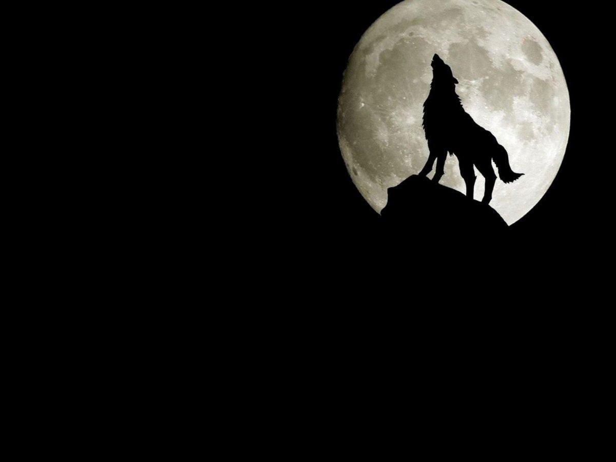 Medium Raw: Night of the Wolf (medium-raw-night-of-the-wolf) Фильм 2010