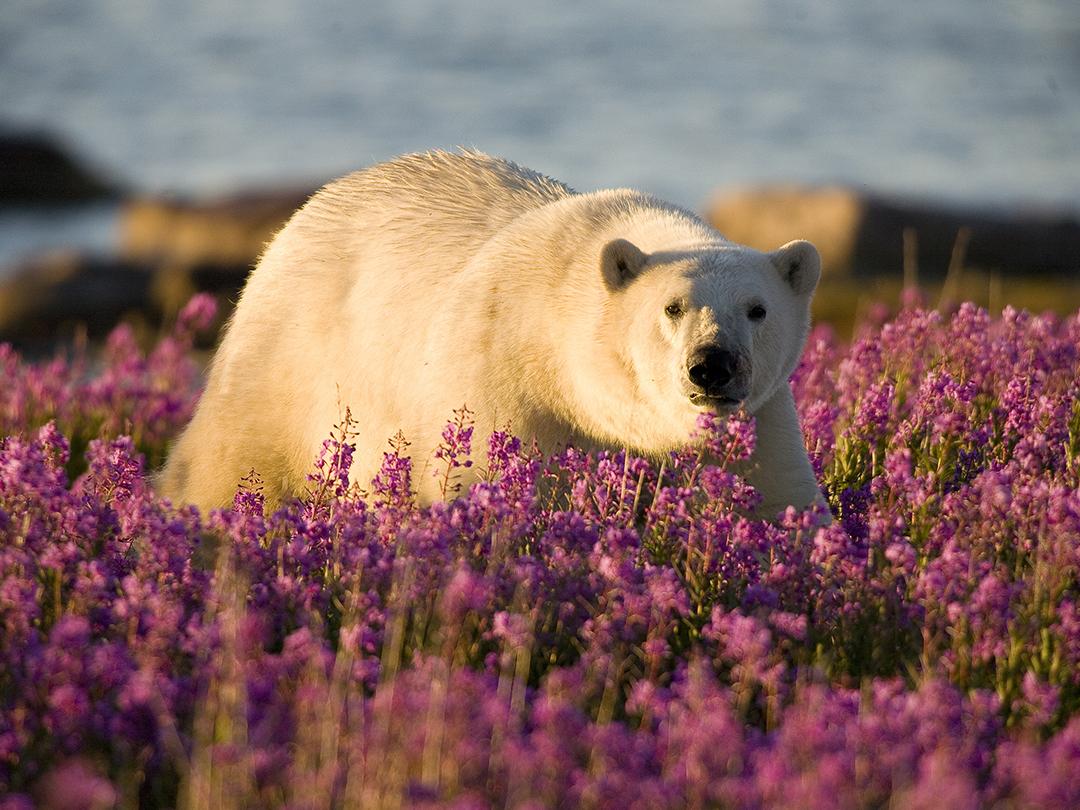 Лето белых медведей (leto-belyh-medvedej) Документальный фильм