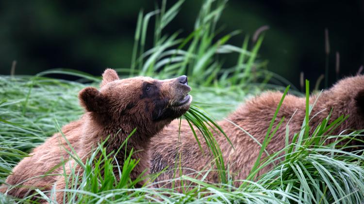 Постер Growing Up Animal