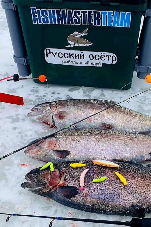 Что выбирает форель (chto-vybiraet-forel) Досуг, хобби