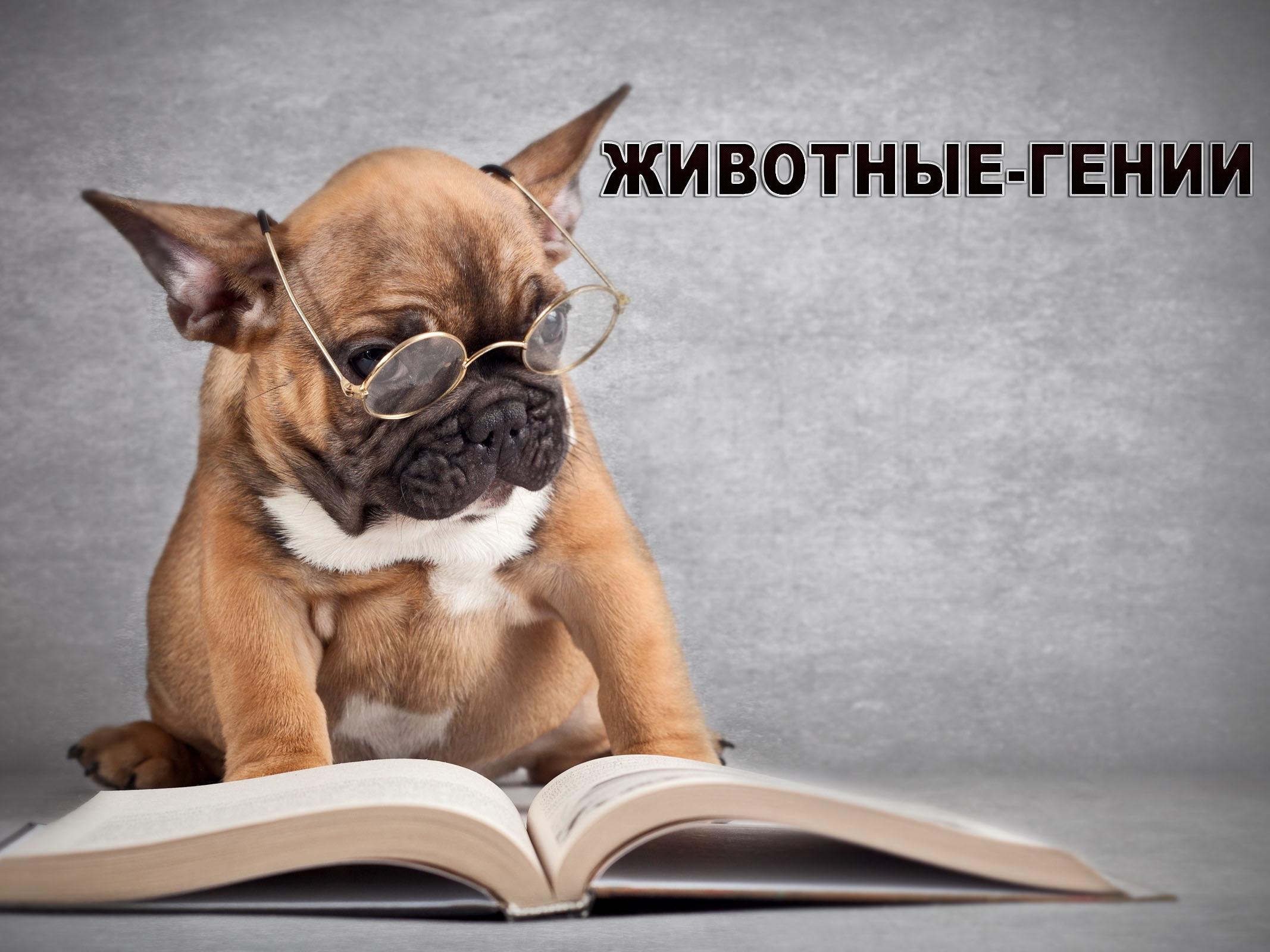 Животные-гении (zhivotnye-genii) Документальный сериал