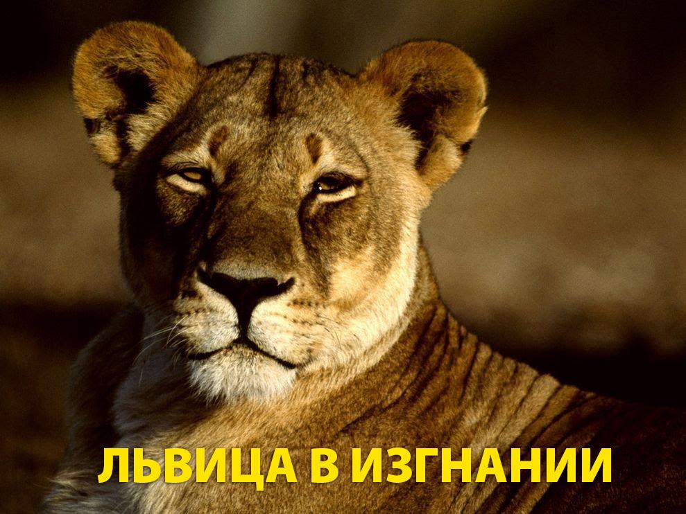 Львица в изгнании (lvitsa-v-izgnanii) Документальный фильм