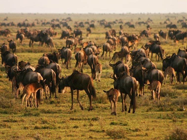 Рождён, чтобы бегать: антилопа гну (rozhden-chtoby-begat-antilopa-gnu) Документальный фильм
