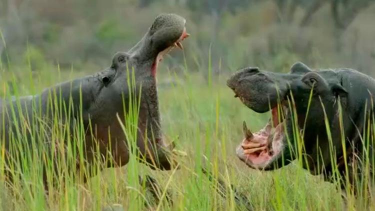 Постер Hippopotames, les architectes de l'Okavango