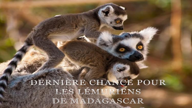 Постер Dernière chance pour les lémuriens de Madagascar