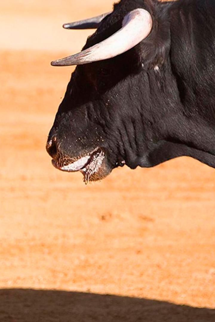 Libro «descubriendo al toro de lidia» (Morante) (libro-descubriendo-al-toro-de-lidia-morante) Досуг, хобби
