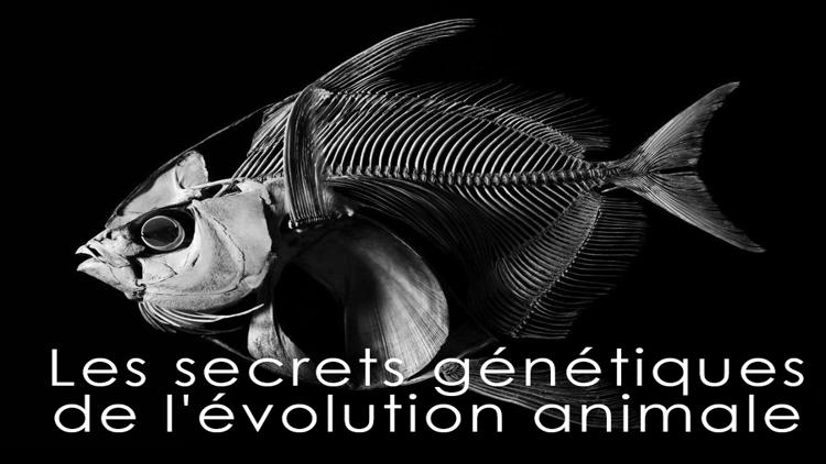 Постер Les secrets génétiques de l'évolution animale