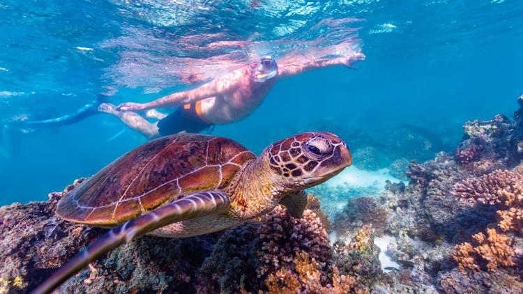 Постер Ningaloo Marine Park, Western Australia