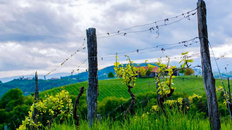 Постер Österreich: Die Weinstraße der Südsteiermark