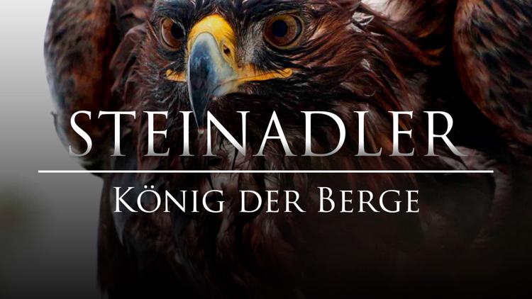 Постер Steinadler-König der Berge