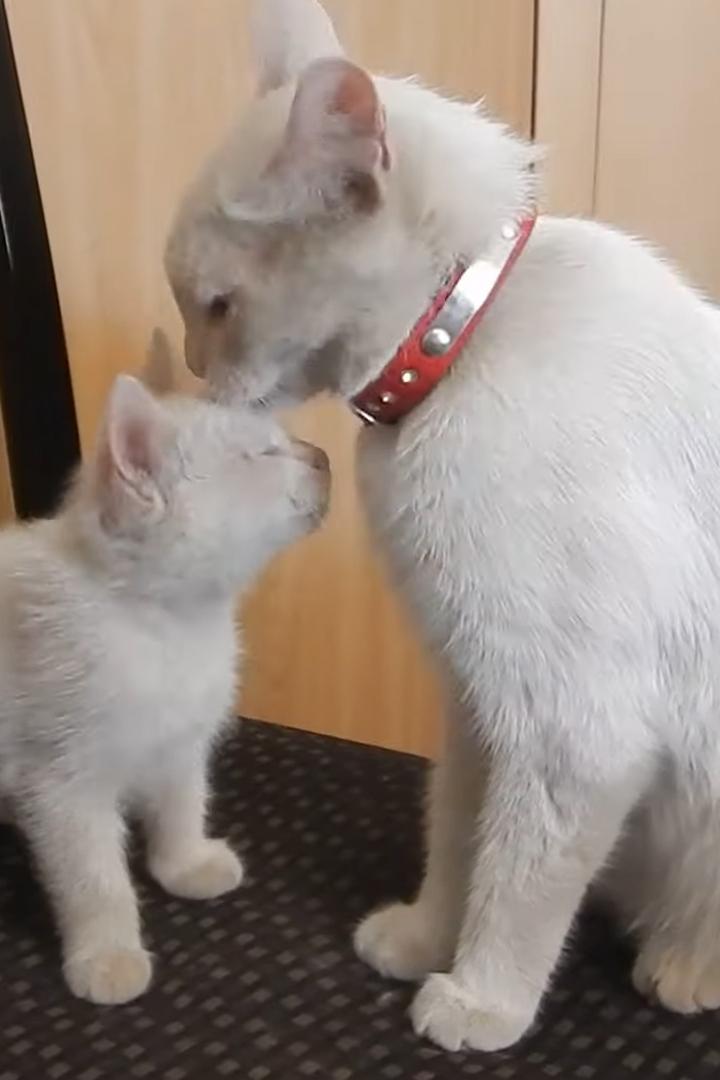 Последний из трех котят (poslednij-iz-treh-kotjat) Досуг, хобби