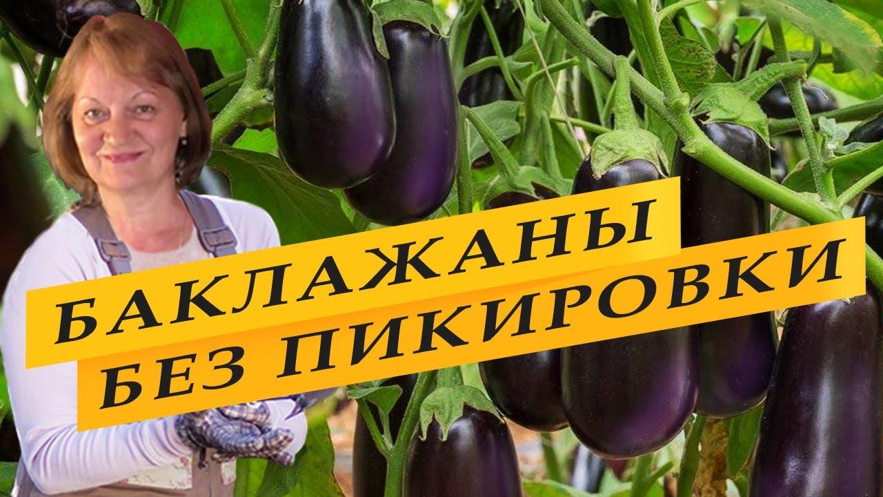 Как посеять семена баклажанов на рассаду (kak-posejat-semena-baklazhanov-na-rassadu) Досуг, хобби