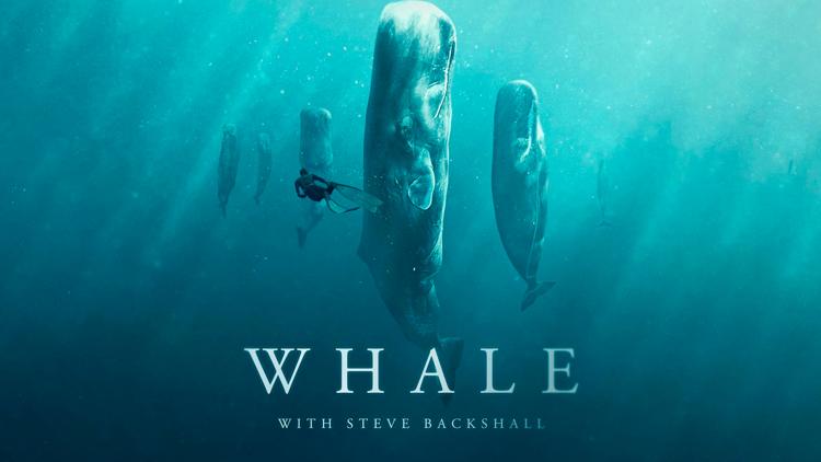 Постер Whale with Steve Backshall