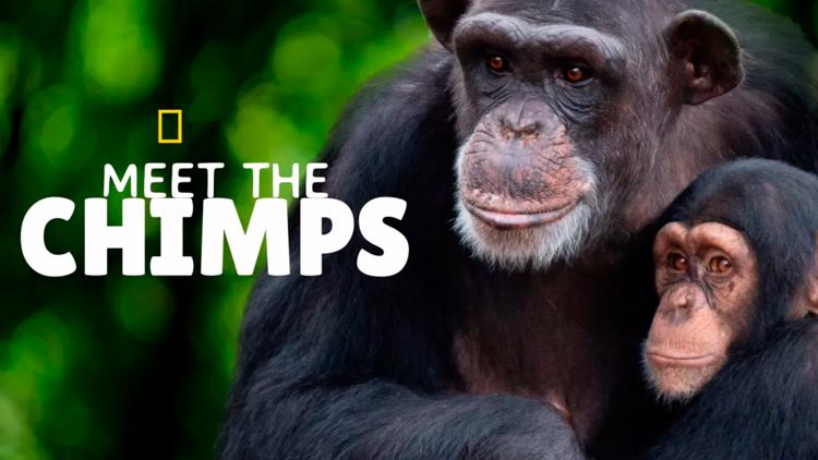 Постер Meet the Chimps