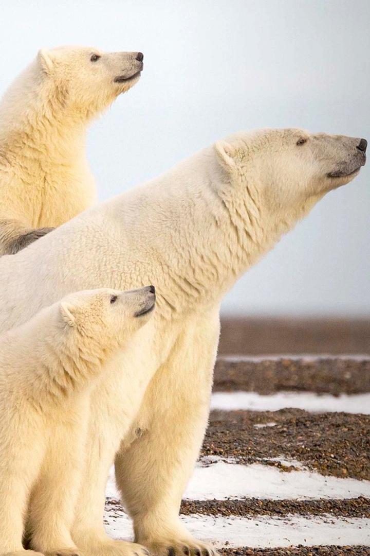L'année de l'ours (lanne-de-lours) Документальный фильм