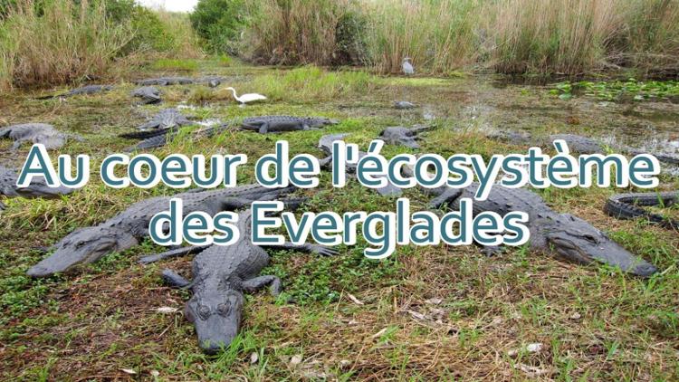 Постер Au coeur de l'écosystème des Everglades