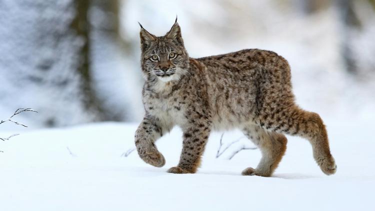 Постер Montado - O Bosque do Lince Ibérico