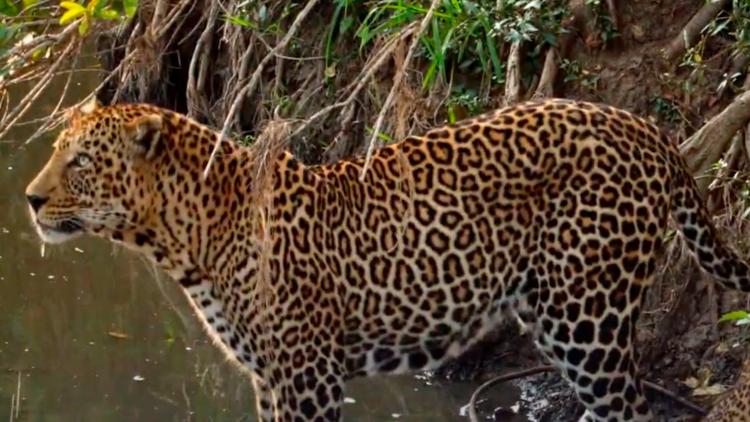 Постер Léoparde : la reine du Serengeti