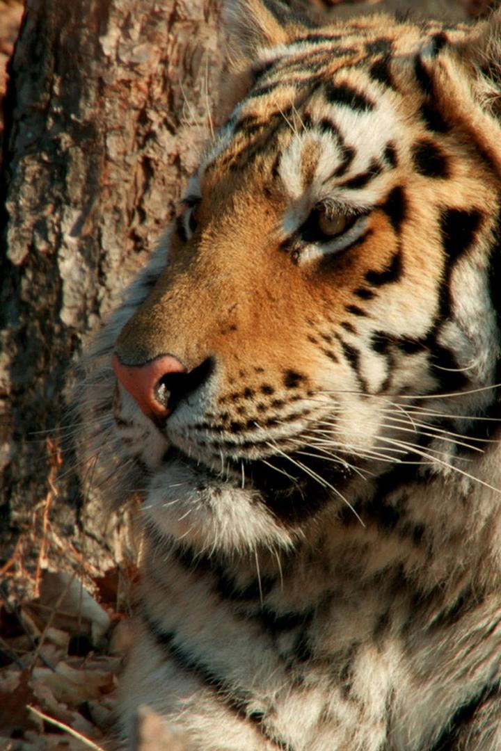 Amur Tiger: Secret Kingdom (amur-tiger-secret-kingdom) Документальный фильм