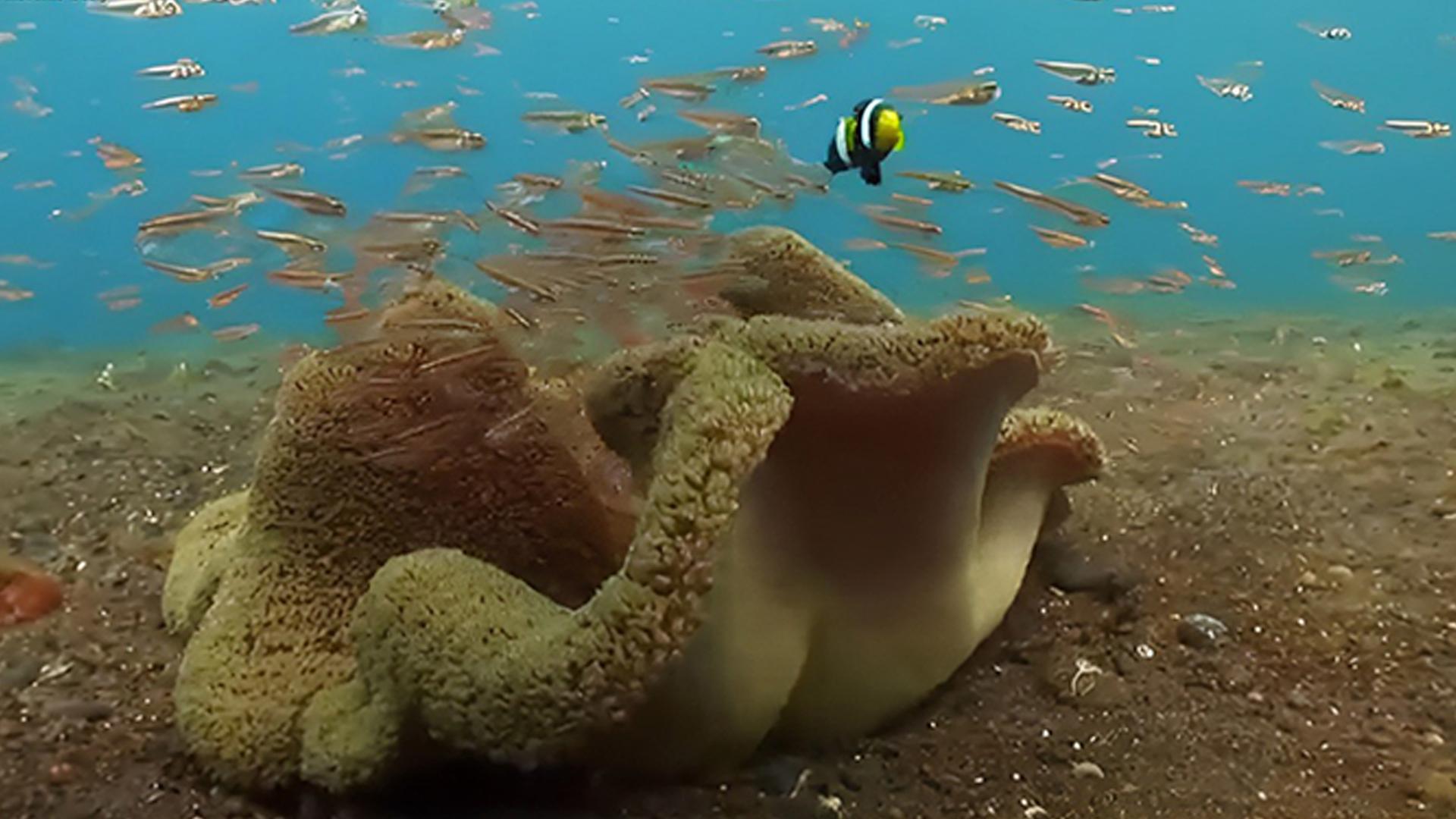 Wonderful Indonesia (wonderful-indonesia) Досуг, хобби