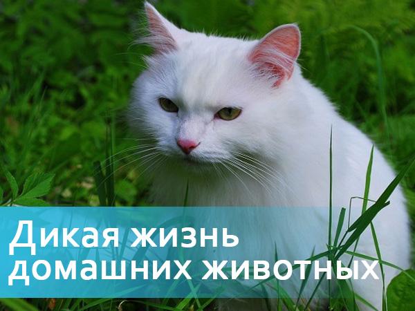 Дикая жизнь домашних животных (dikaja-zhizn-domashnih-zhivotnyh) Документальный фильм