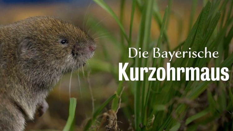 Постер Die Bayerische Kurzohrmaus Rettung einer bedrohten Art