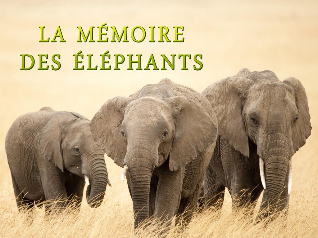 La mémoire des éléphants (la-mmoire-des-lphants) Познавательное