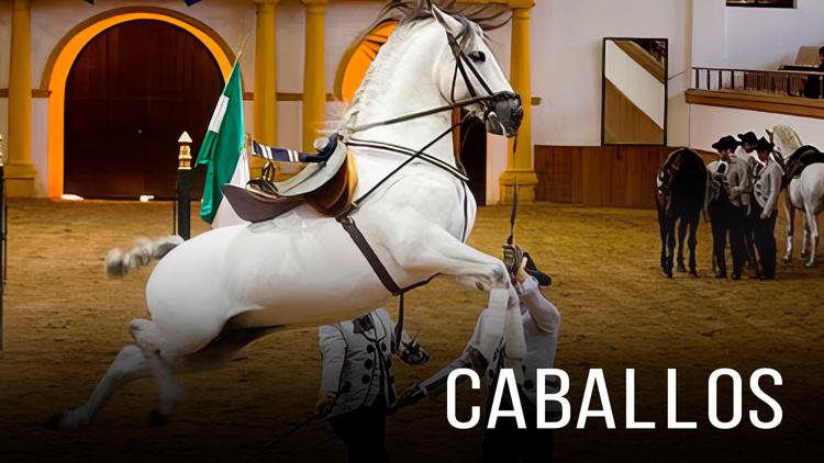 Постер Caballos