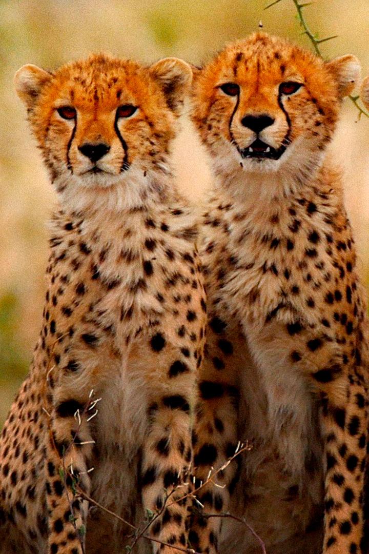 Большие кошки Серенгети (bolshie-koshki-serengeti) Документальный фильм