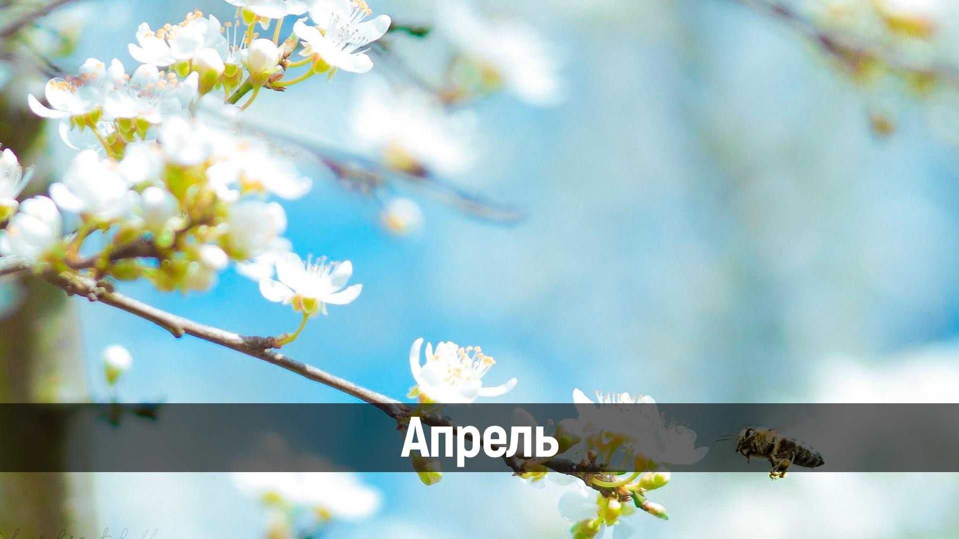 Апрель (aprel) Досуг, хобби