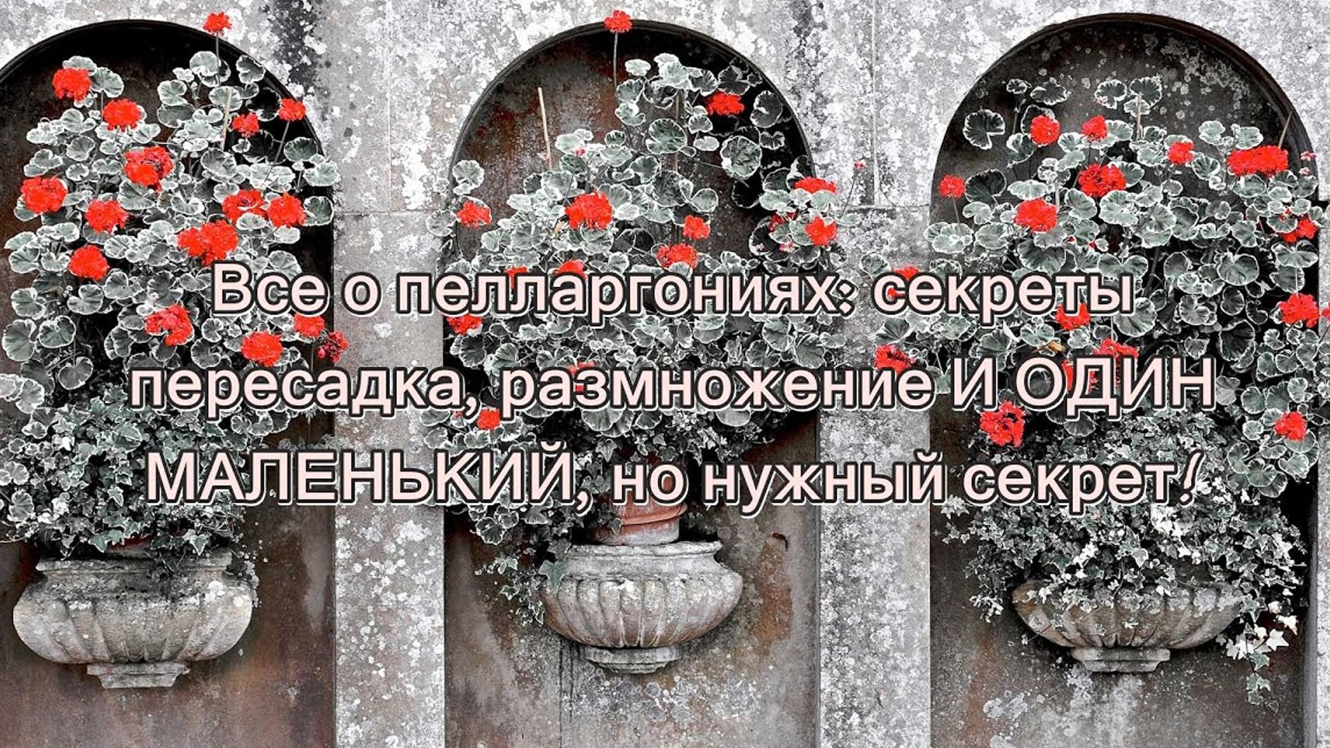 Всё о пеларгониях (vse-o-pelargonijah) Досуг, хобби