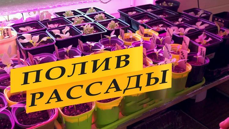 Постер Как не перелить рассаду